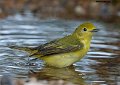 _B234851 Yellow warbler female